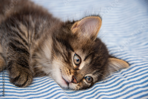 cute kitten resting in a bed