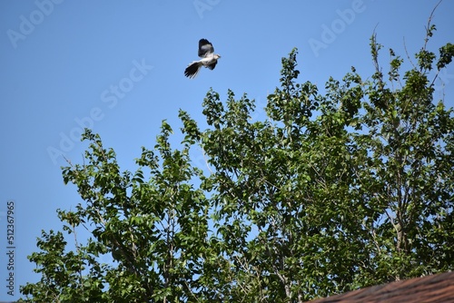 bird in flight 