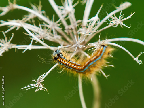 A furry, brightly-coloured Lackey Moth Caterpillar clambers over the dried skeleton of a cow parsley flower head in search of food.