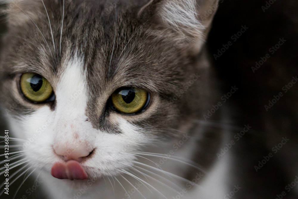 close up of a cat