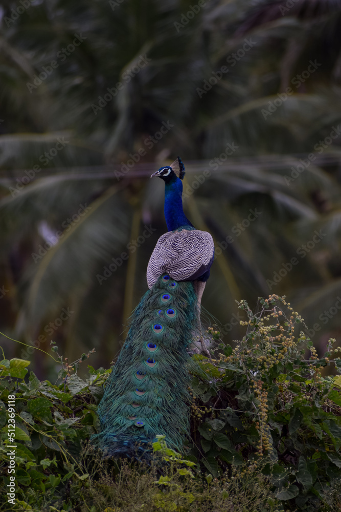 Naklejka premium A peacock is sitting on a stone