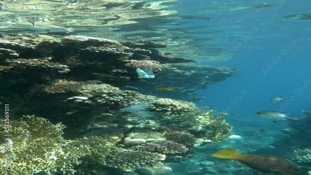 VERTICAL VIDEO: Face mask snagged on coral reef, tropical fish swim nearby. Camera moving forwards. VERTICAL VIDEO: Face mask snagged on coral reef, tropical fish swim nearby. Camera moving forwards.