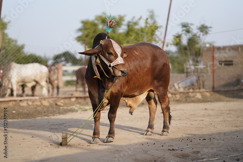 Beautiful cow is standing for sale in the market for the sacrifice feast of Eid. 