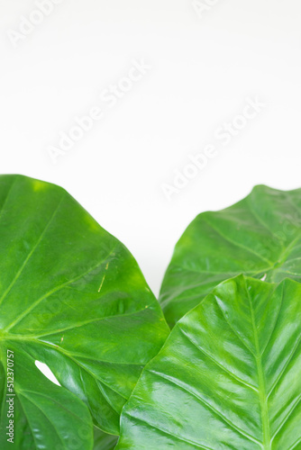 green leaf white background 