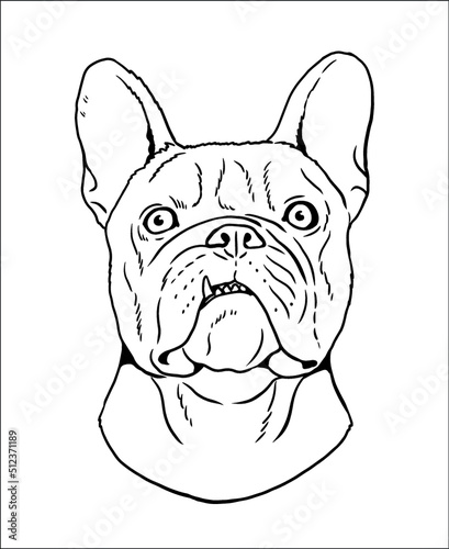 Cute french bulldog vector drawing. Isolated illustration with the sweet dog. Bulldog head.