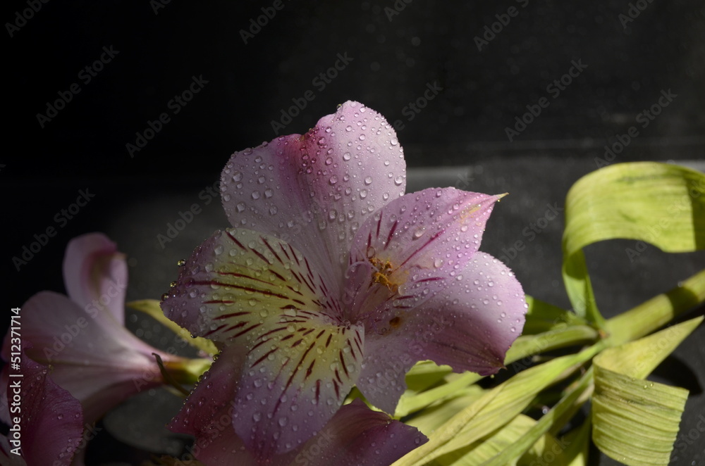 Summer flowers on a black background with dew Summer flowers on a black background with dew