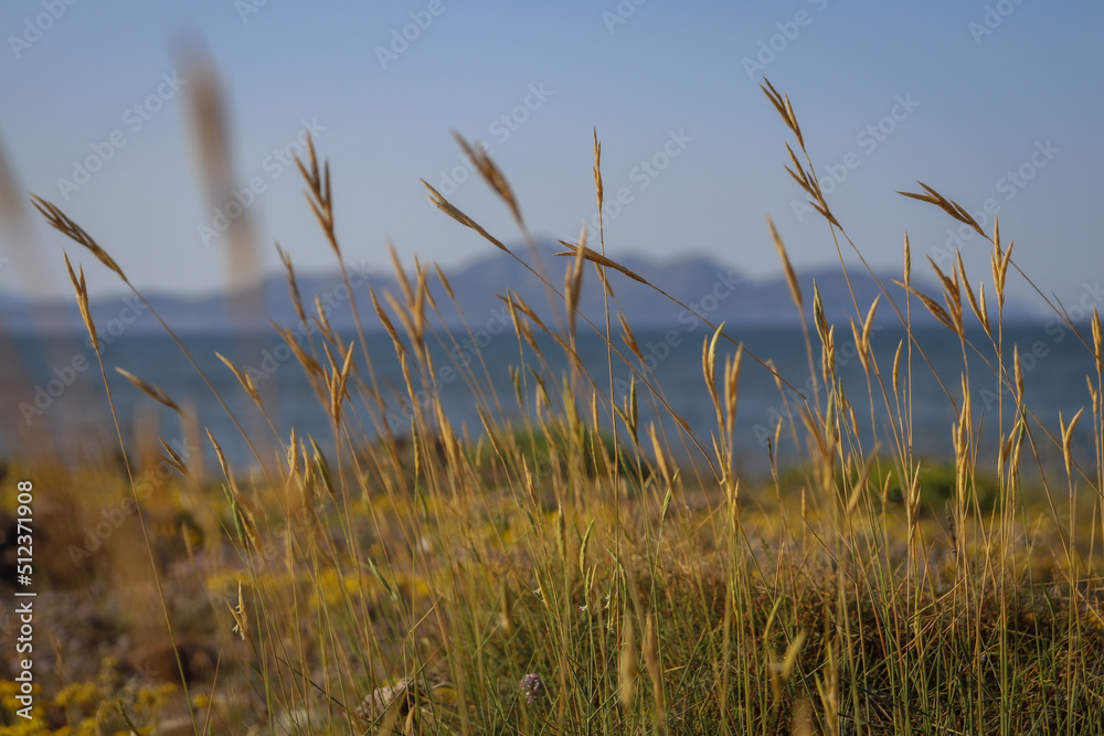 Fototapeta premium reed in the wind