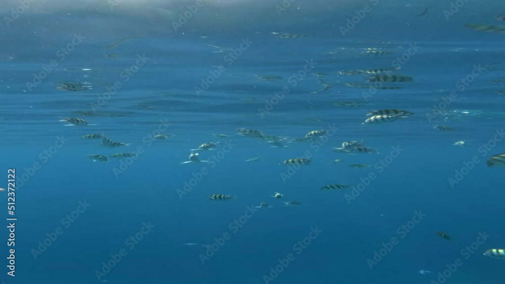 School of Indo-Pacific sergeant (Abudefduf vaigiensis) swims under surface of the blue water in sun rays. Vertical video. School of Indo-Pacific sergeant (Abudefduf vaigiensis) swims under surface of the blue water in sun rays. Vertical video.