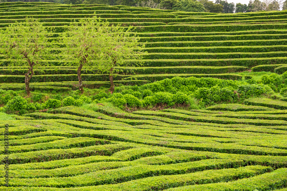 Three young green trees stand among horizontal and diagonal rows of green tea bushes