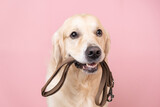 A dog waiting for a walk. Golden Retriever sitting on a pink background with a leash in his teeth