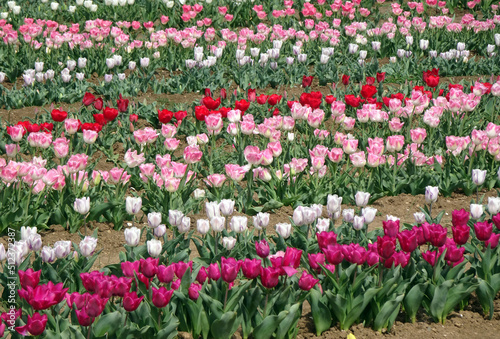 Campo di tulipani multicolore