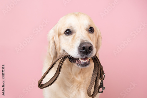 A dog waiting for a walk. Golden Retriever sitting on a pink background with a leash in his teeth photo