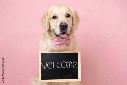 Cute dog with Welcome, we open chalkboard text on a pink background with a bow tie. A golden retriever greets and invites everyone.