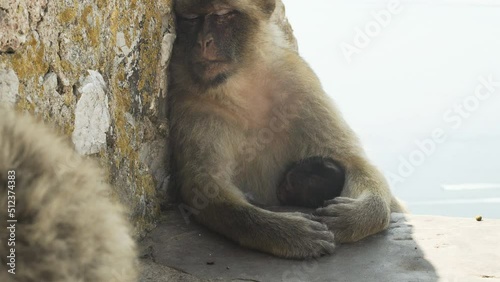 Gibraltar barbary macaque monkey sleeping in wall shade with youngling.