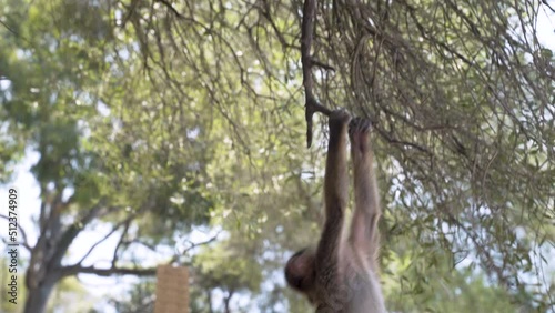 Barbary macaque monkey climbing on railing and tree branch, Gibraltar.