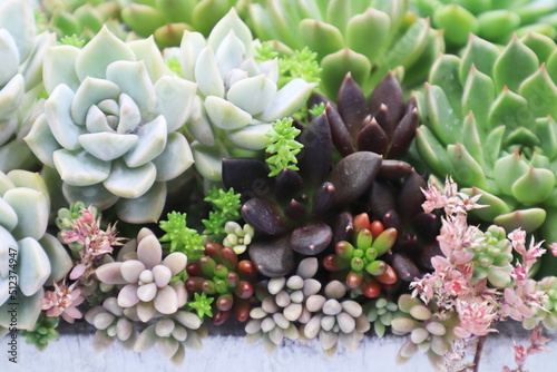 色彩鮮やかな多肉植物の寄植え