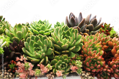 色彩鮮やかな多肉植物の寄植え
