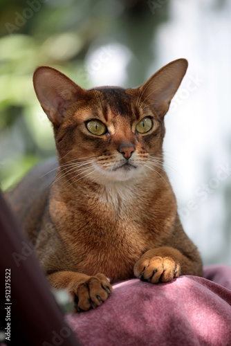 Abissinian cat portrait looking at you © PaulShlykov