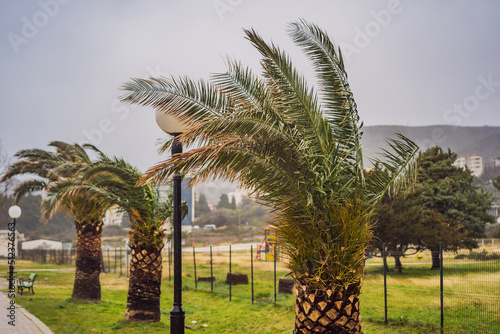 Tropical storm, heavy rain and high winds in tropical climates. Palm trees swaying in the wind from a tropical storm