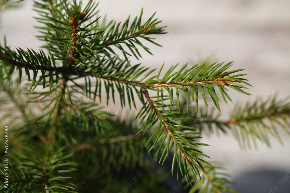 choinka ŚWIERK Picea abies drzewko bożonarodzeniowe