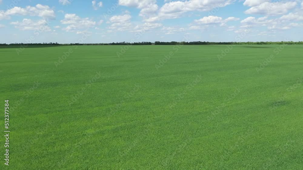 HD. Bird's eye view of green fields in summer HD. Bird's eye view of green fields in summer