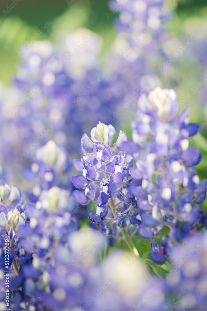 Obraz premium Texas bluebonnets macro