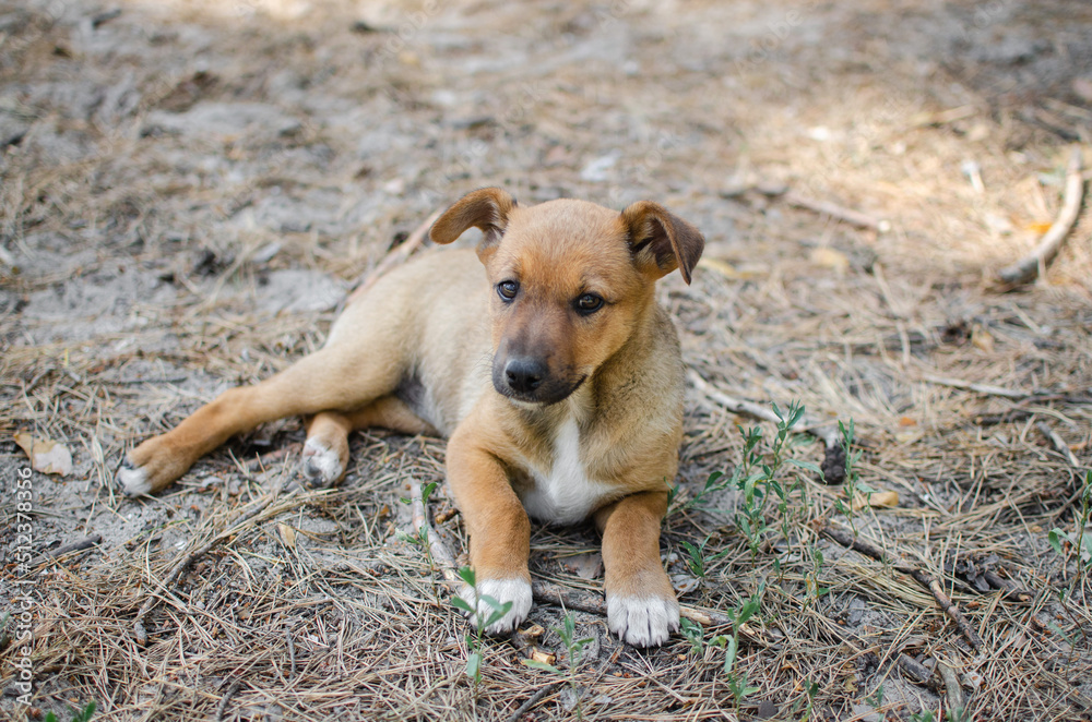 Cute red mix breed puppy in grass. Outbred dog in summer forest