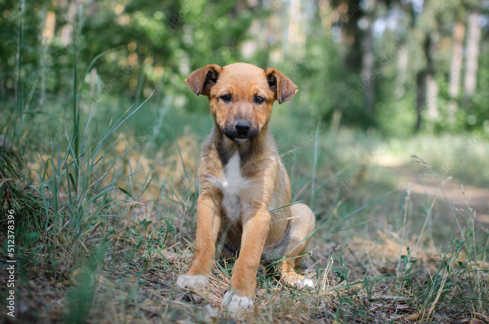 Cute red mix breed puppy in grass. Outbred dog in summer forest