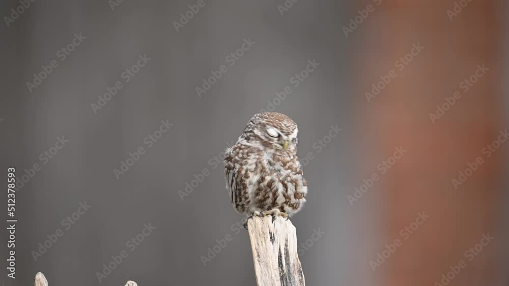 Little owl ( Athene noctua ) close up Little owl ( Athene noctua ) close up