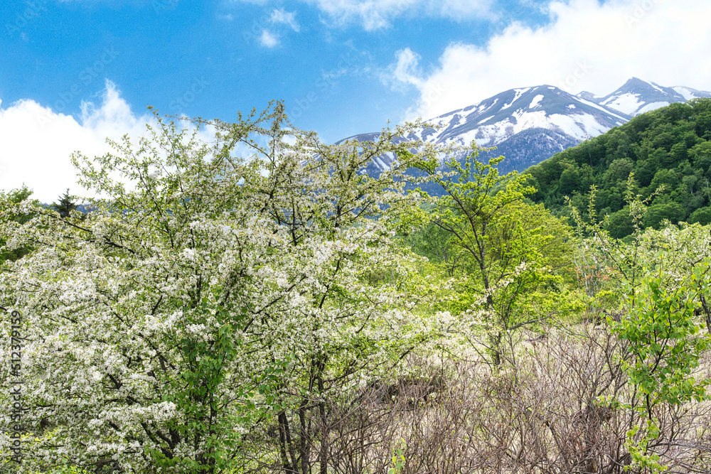 乗鞍高原・まいめの池周辺のさわやかな6月の風景