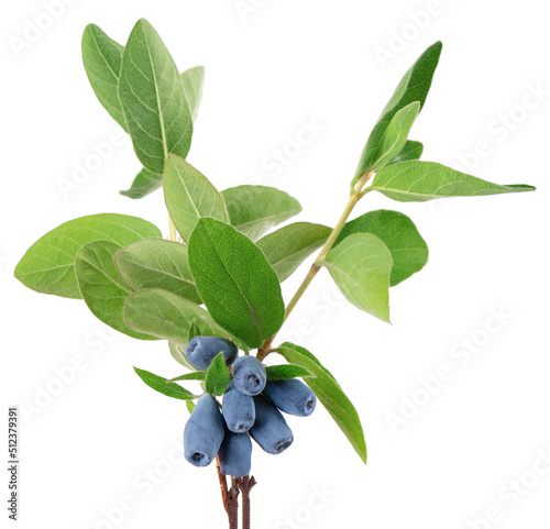 Honeysuckle twig with green leaves isolated on white background. Ripe berries of honeysuckle. Clipping path.