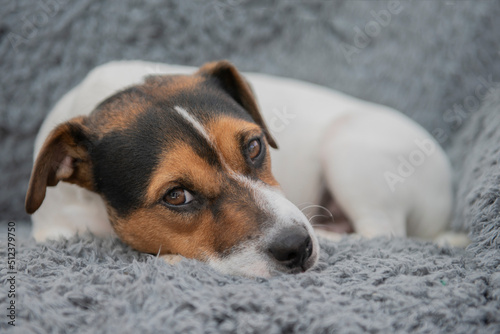 Close up of Young Jack Russell puppy curled up on a grey blanket