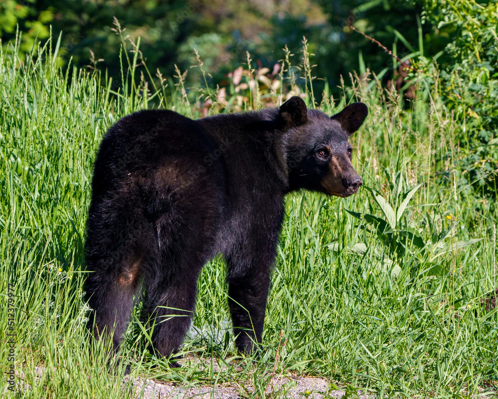 Black Bear Photo and Image. Close-up rear view in the field looking at the camera, displaying head, nose, muzzle, paws in its habitat and environment with a green foliage background. Bear Portrait.