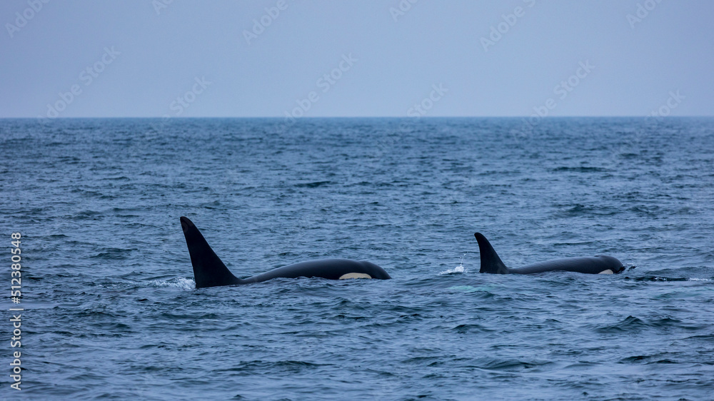 Fototapeta premium シャチの親子 知床 羅臼 北海道