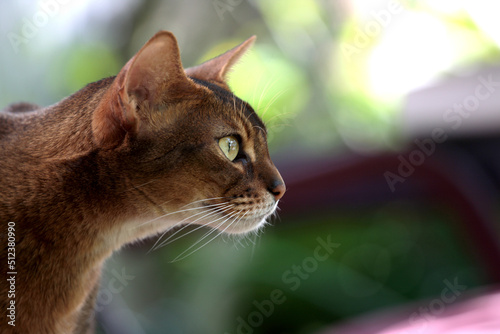 Abissinian cat portrait looking at you photo