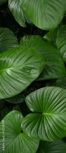 green variegated leaves pattern nature frame forest background.Tropical rainforest foliage plants bushes (ferns, palm, philodendrons and tropic plants leaves) in tropical garden on black background.