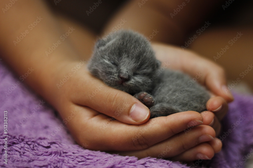 Naklejka premium Sleeping kiten