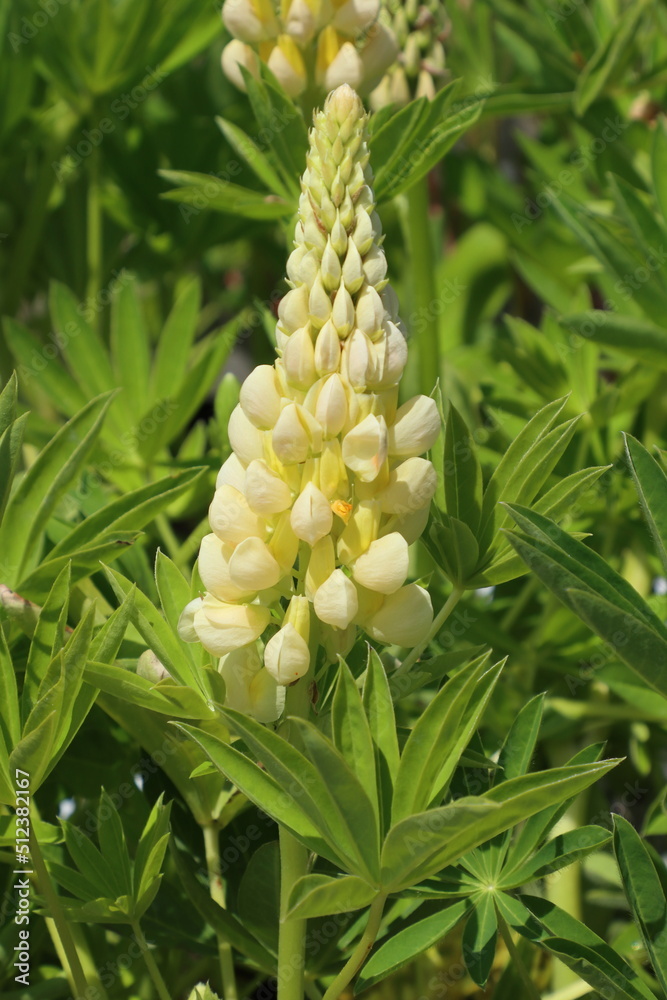Obraz premium Yellow lupins