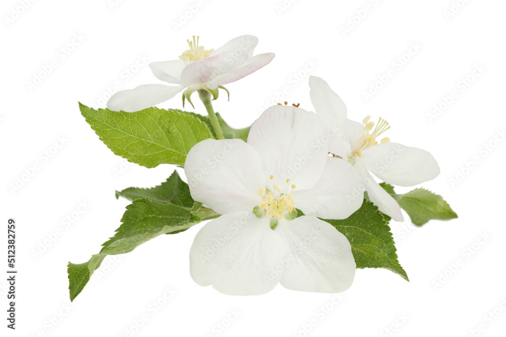 Fototapeta premium Apple tree flowers on a white background, spring flowering.