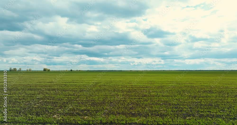 amazing view from drone of agricultural land with growing wheat or rye, 4K, Prores amazing view from drone of agricultural land with growing wheat or rye, 4K, Prores