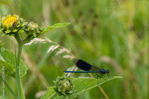 Gebänderte Prachtlibelle (Calopteryx splendens) photo