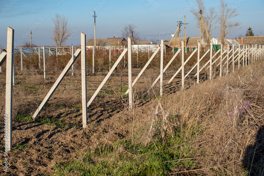 Obraz premium Concrete supports for planting grapes, outdoor plantation, large-scale agriculture