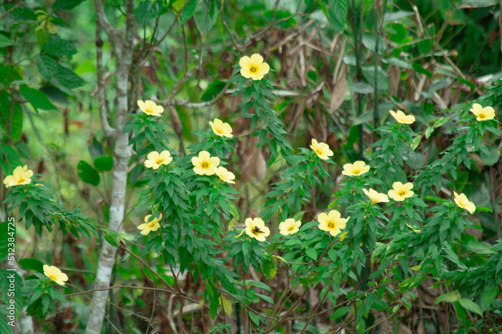 background of yellow flowers in a beautiful and pretty garden. copy space for environment, greenery, beauty and natural. background of yellow flowers in a beautiful and pretty garden. copy space for environment, greenery, beauty and natural.