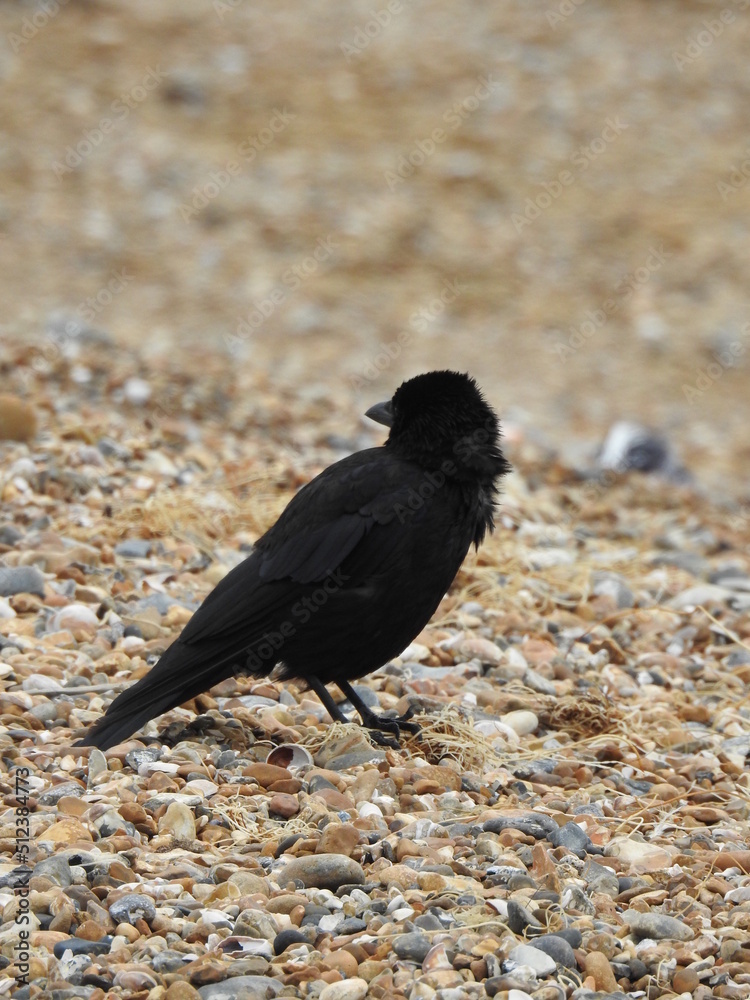 Fototapeta premium A black crow stands on a rocky beach