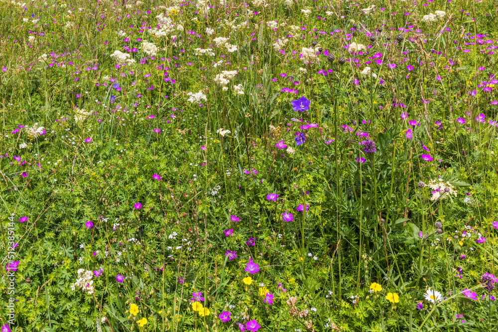 Meadow with flowering wildflowers in the summer Meadow with flowering wildflowers in the summer