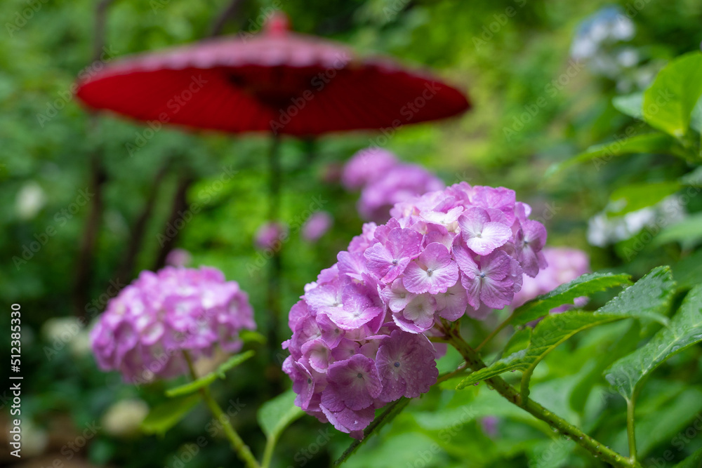 紫陽花と和傘