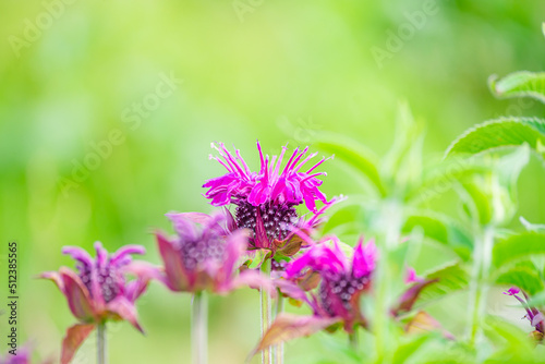 タイマツバナ　松明花