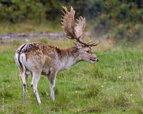 Deer Stock Photo and Image. Deer Fallow close-up side profile in the field with a blur background in its environment and habitat surrounding displaying big antlers.