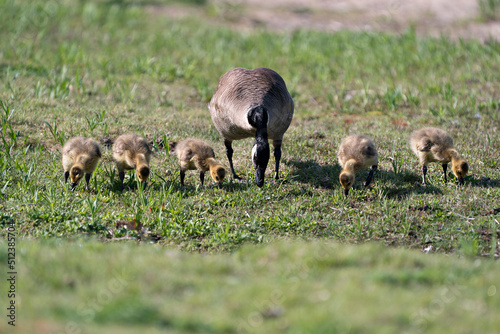 Fototapeta Naklejka Na Ścianę i Meble -  Canada Goose Photo. Canadian Goose with gosling babies eating grass in their environment and habitat. Canada Geese Image. Picture. Portrait.
