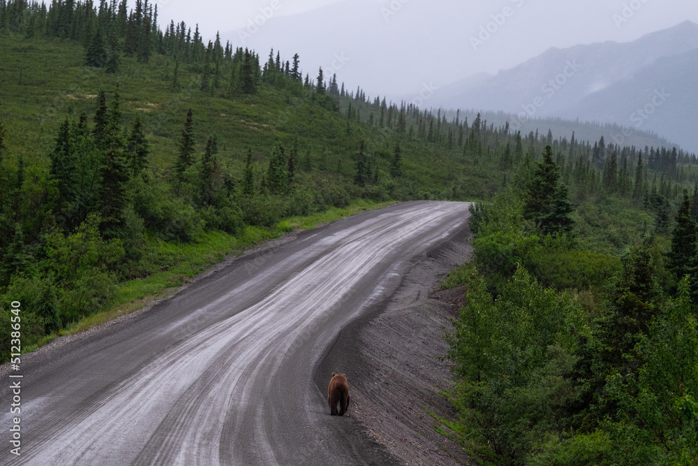 Grizzly bear walking down the road in Denali National Park